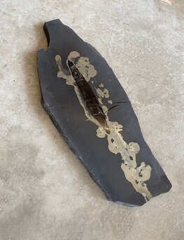 Leisteen met Pyriet en Calciet