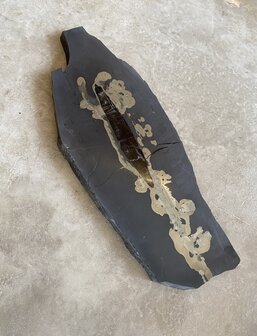 Leisteen met Pyriet en Calciet