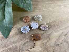 Bloemagaat visje Bloemagaat visje