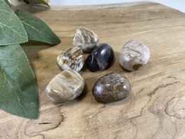 Versteend hout trommelsteen S